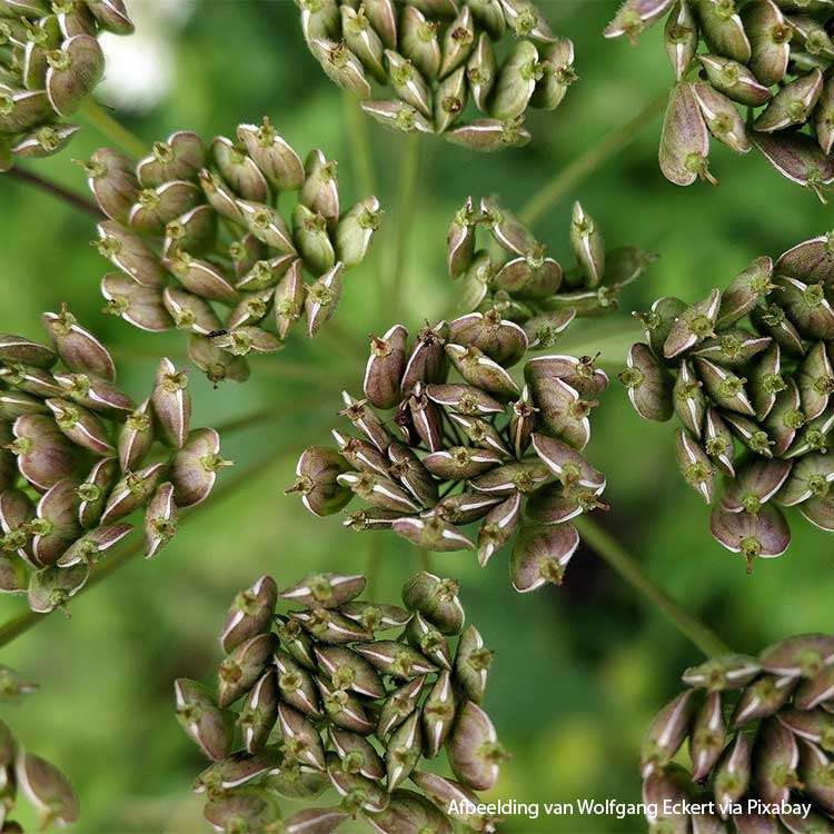 Anise seed Organic - 100 gr - 3