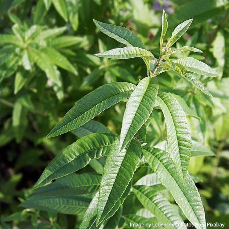 Lemon verbena Organic - 40 gr - 3