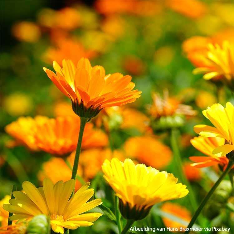 Marigold Organic - 30 gr - 2