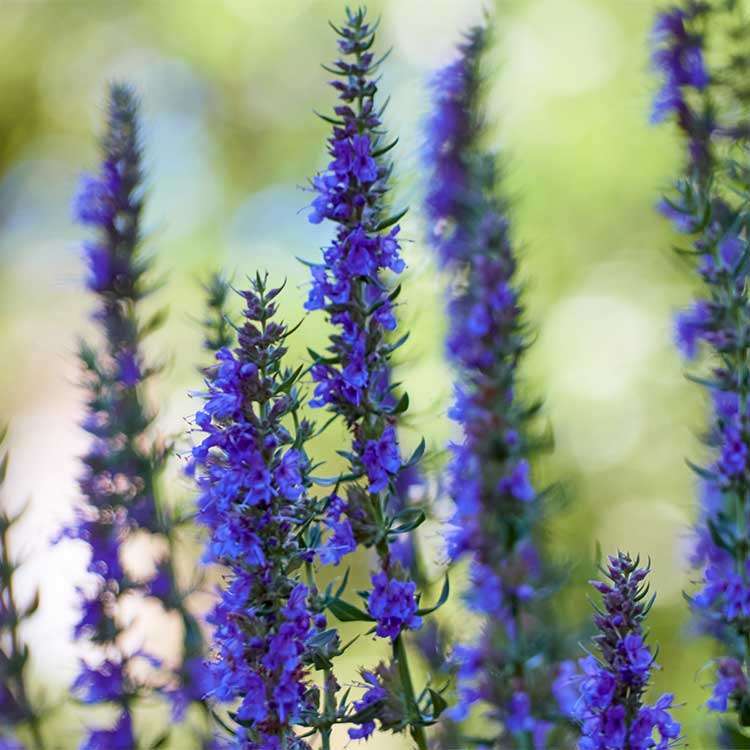 Hyssop Organic - 100 gr - 3