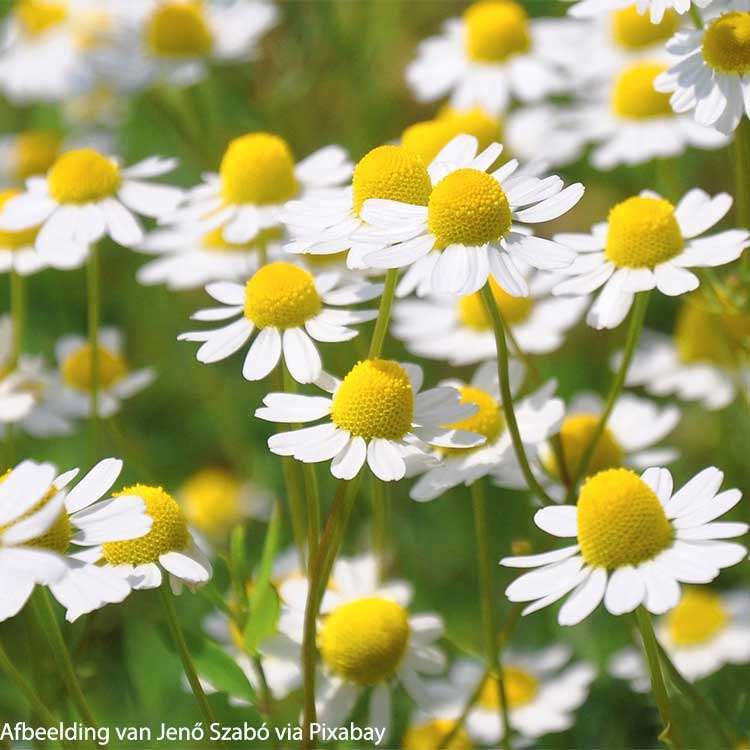 Chamomile Organic (European) - 50 gr - 3