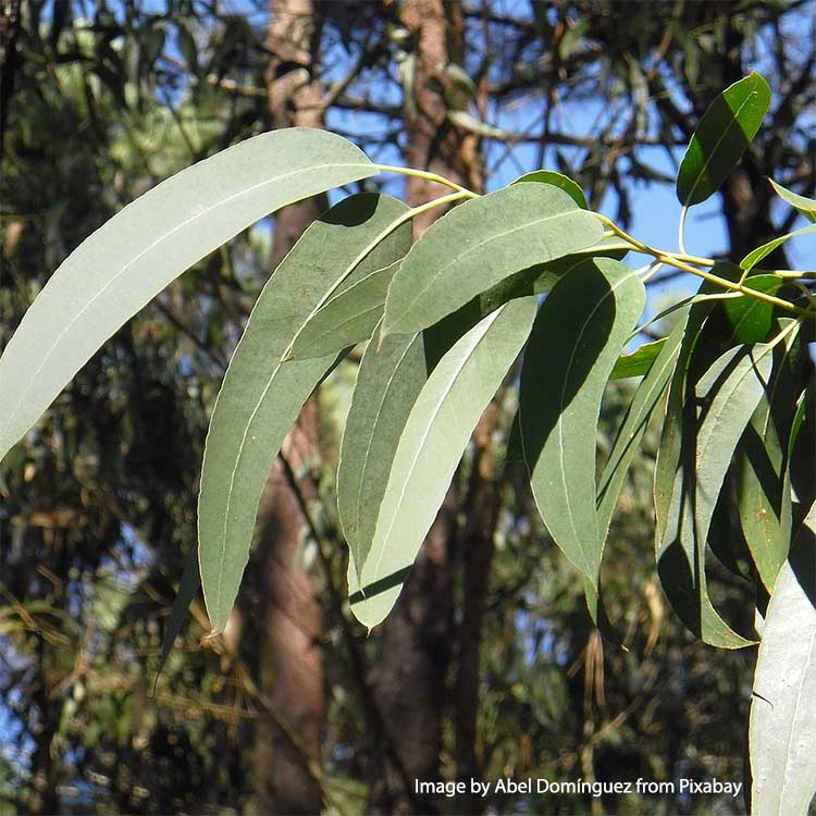 Eucalyptus Bio - 100 g - 3