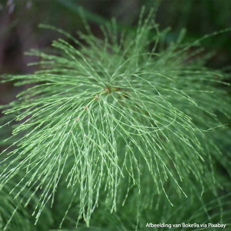 Horsetail Organic - 50 gr - 3