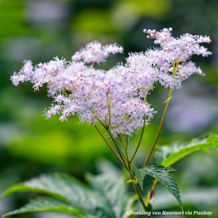 Meadowsweet Tincture Organic - Spirea ulmaria - 2