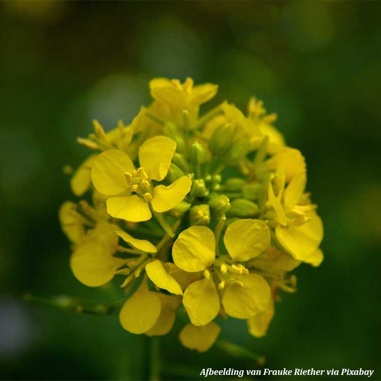Mustard Seed Yellow Organic - 150 gr - 3