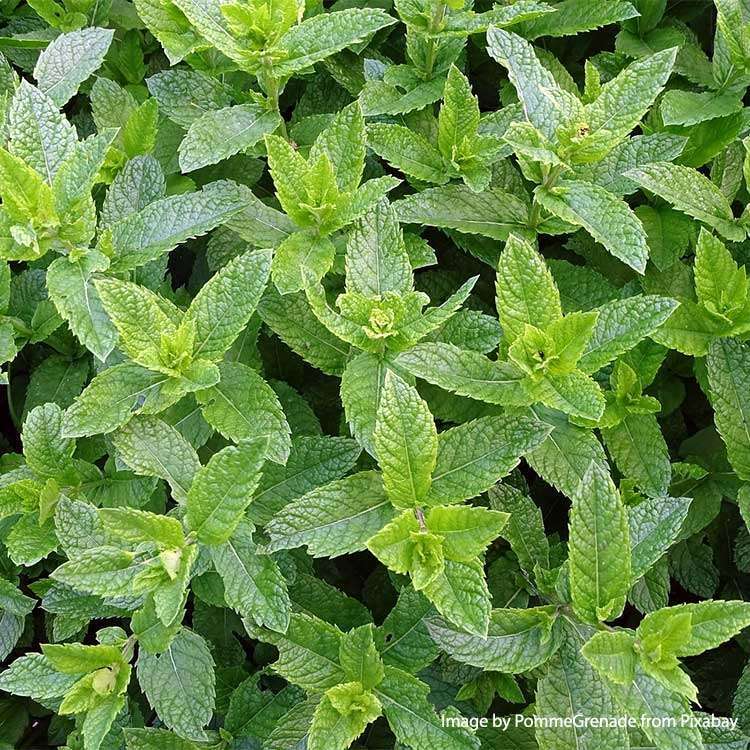 Peppermint Organic - 40 gr - 3