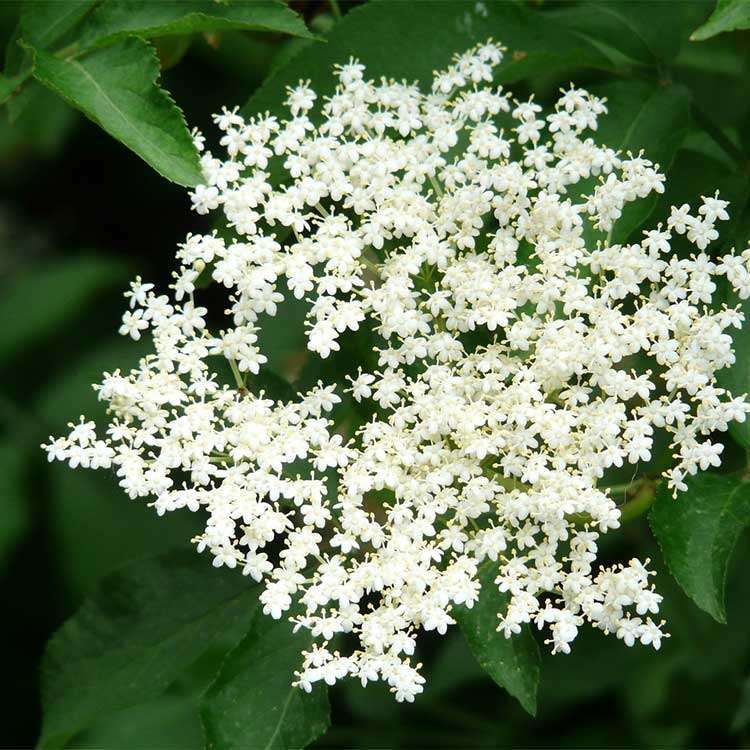 Fleur de sureau Bio - 65 gr - 3