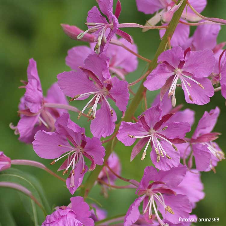 Willow Herb (Small-flowered) Organic - 75 gr - 3