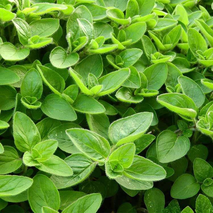 Marjoram Organic - 25 gr - 3