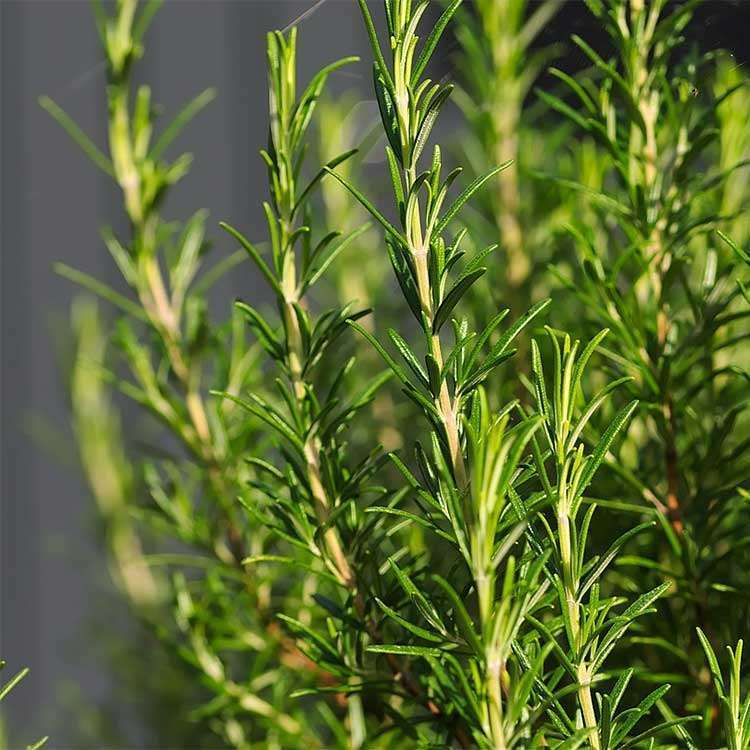 Rosemary Organic - 150 gr - 3