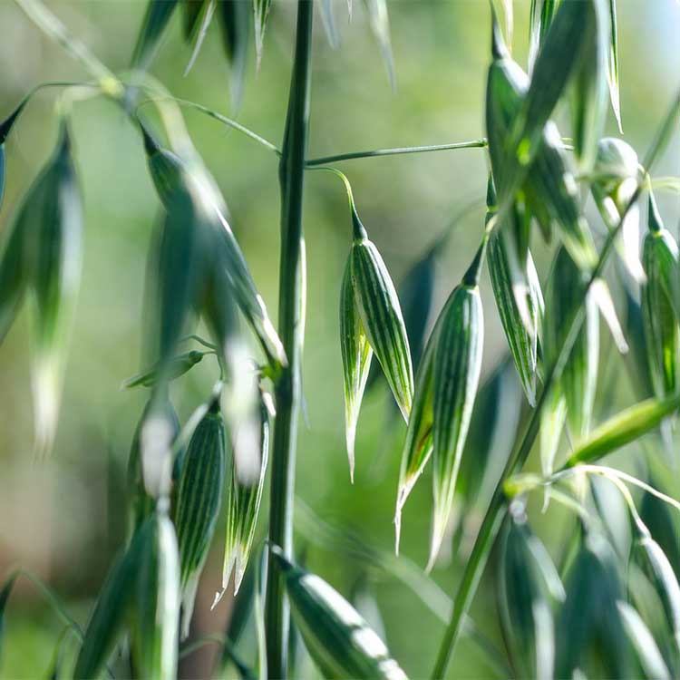 Oat straw Organic - 85 gr - 3