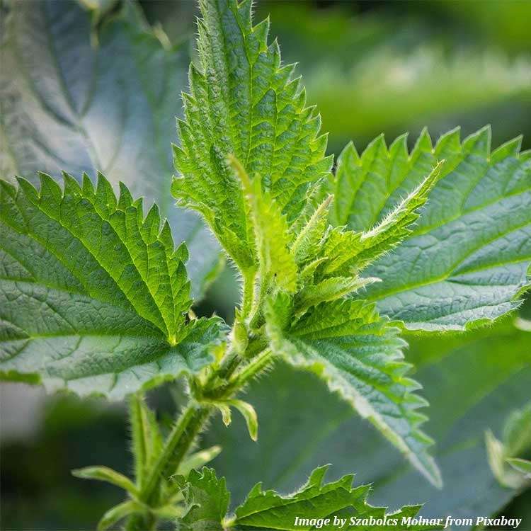 Nettle Leaf Powder Organic - 200 gr - 3