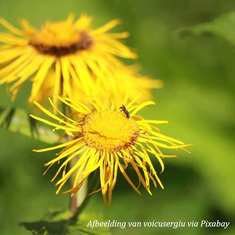 Elecampane Organic - 150 gr - 3