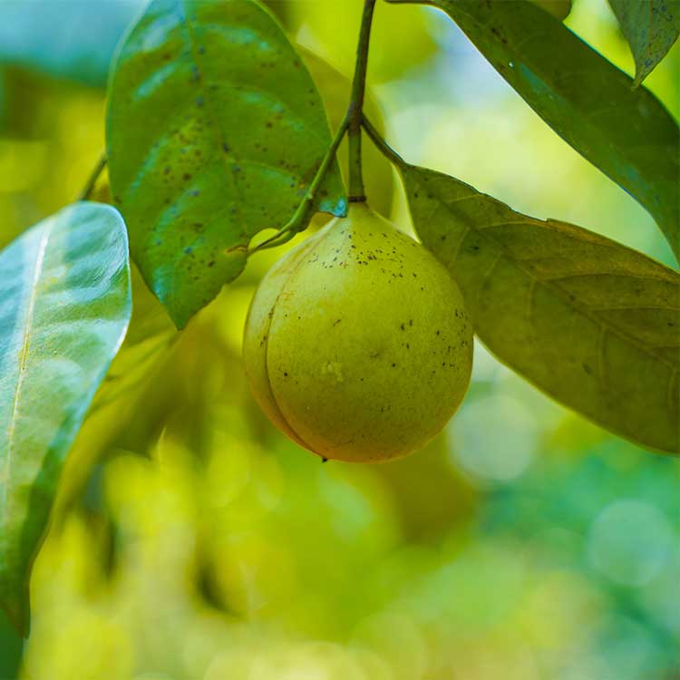 Nutmeg organic - 100 gr - 3