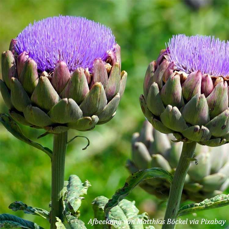 Artisjok blad Bio - 50 g - 3