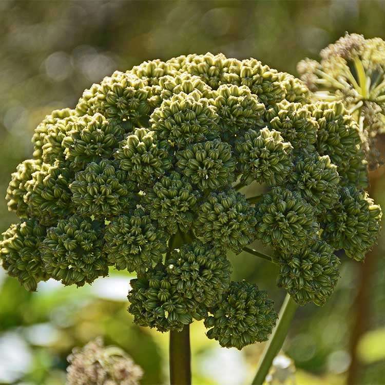 Angelica root organic - 125 gr - 3