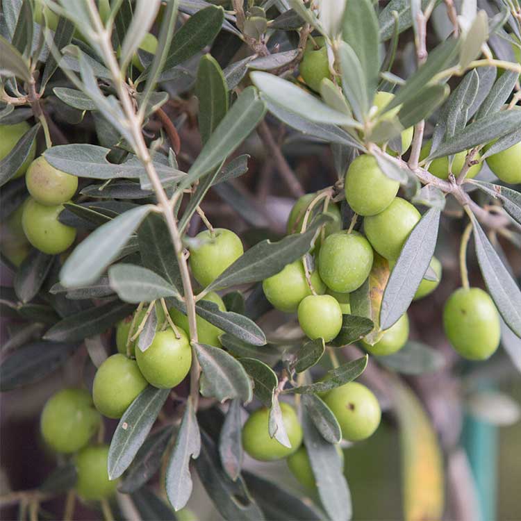 Olive Leaf Organic - 125 gr - 3