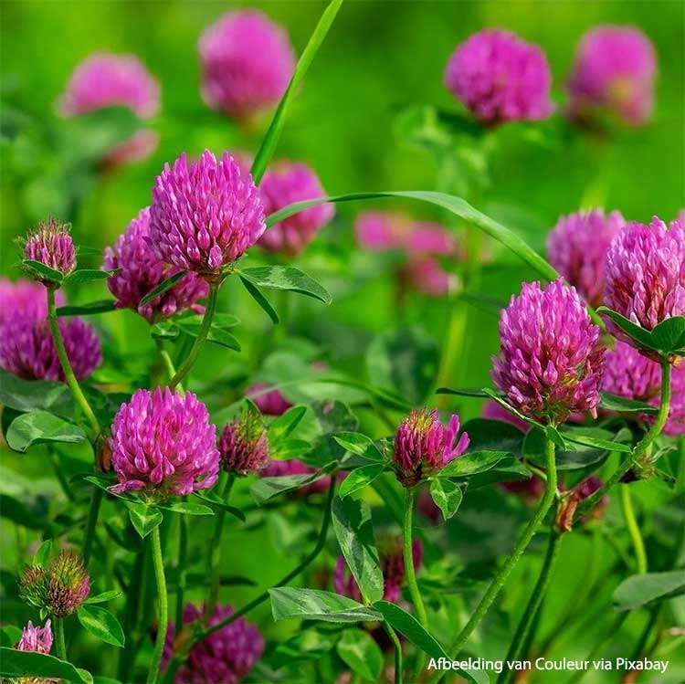 Red Clover Organic - 40 gr - 3