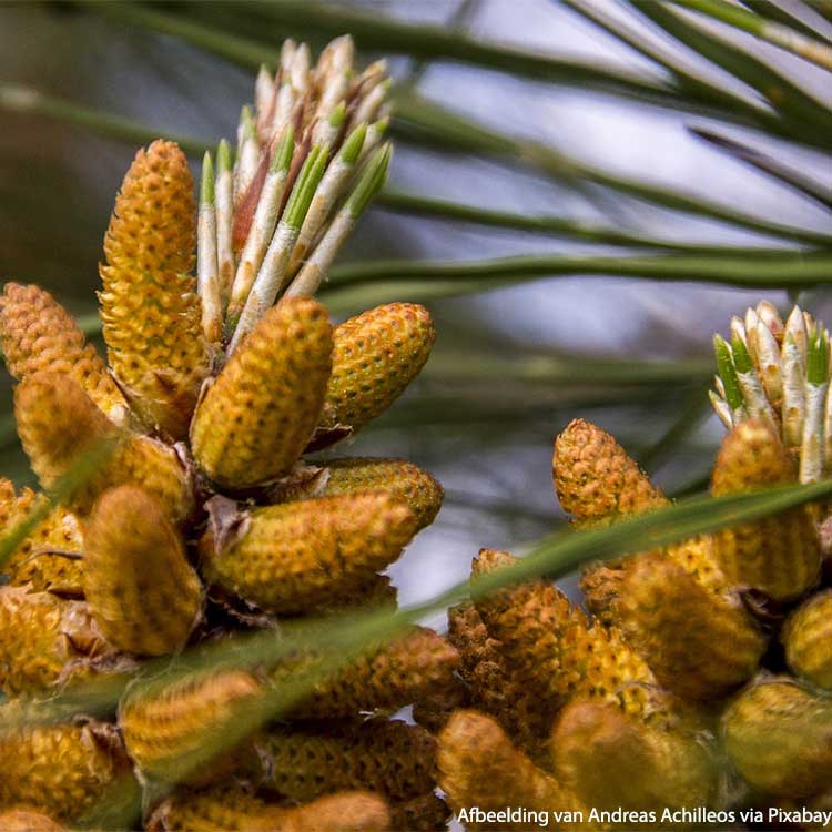 Pine buds (Scots pine) Organic - 100 gr - 3