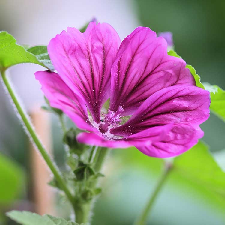 Mallow (flower) Organic - 25 gr - 3