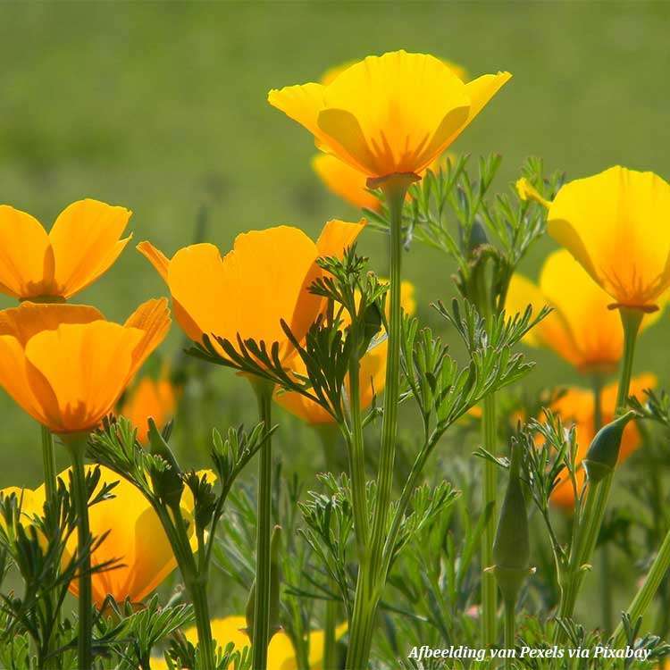 California poppy organic - 75 gr - 3