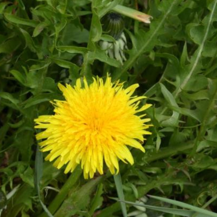 Teinture de Racine de Pissenlit Bio - Taraxacum officinale - 100 ml - 2