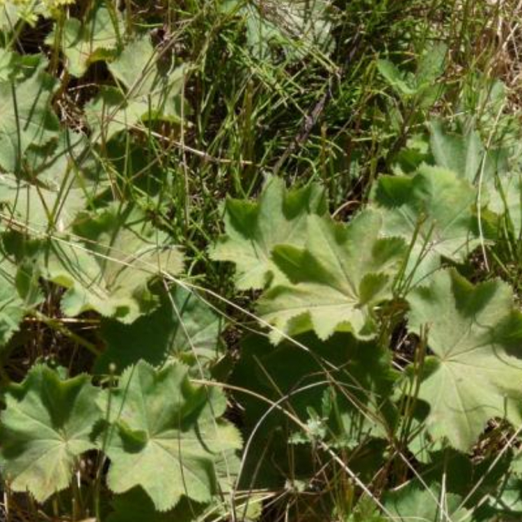 Lady's Mantle Tincture Organic - Alchemilla vulgaris - 100 ml - 2