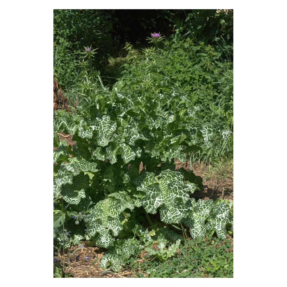 Teinture de Chardon-Marie Bio - Silybum marianum - 100 ml - 3