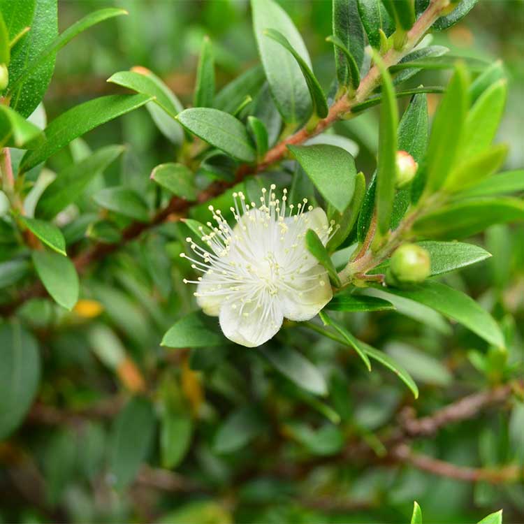 Myrtle essential oil Oshadi organic - 10ml - 2