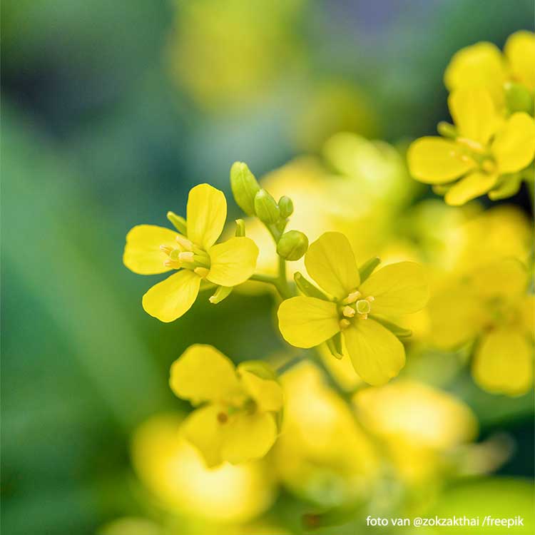 Mustard Seed Black Organic - 150 gr - 3