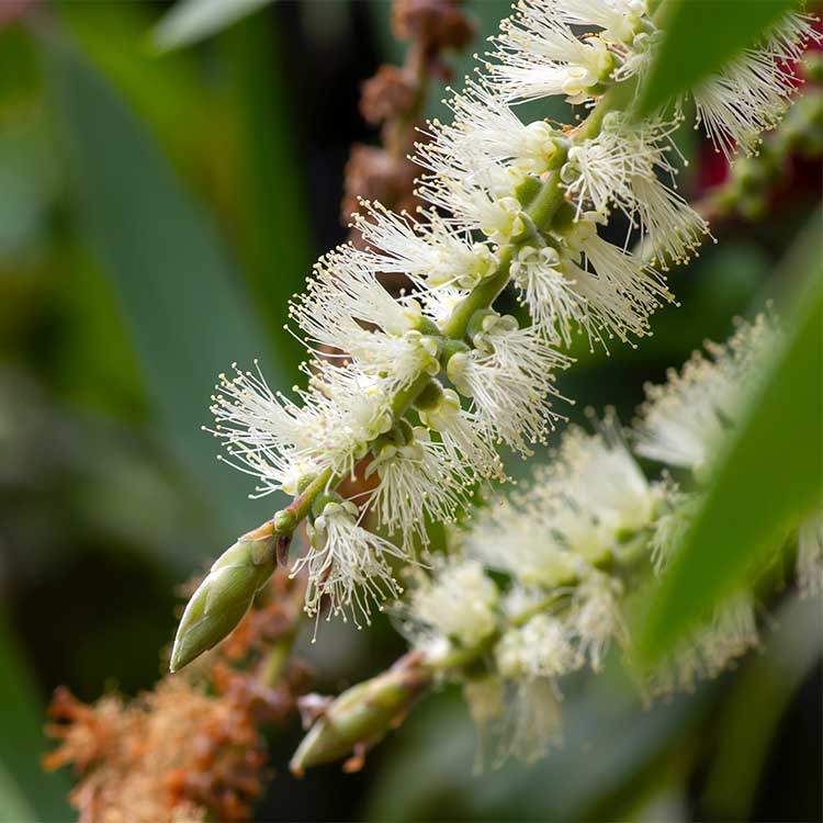 Niaouli etherische olie Natuurplus Bio - 3