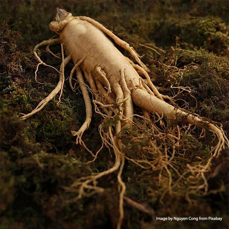 Ginseng Panax Bio - 100 gr - 3