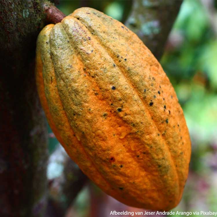 Cacao doppen Bio - 75 g - 3