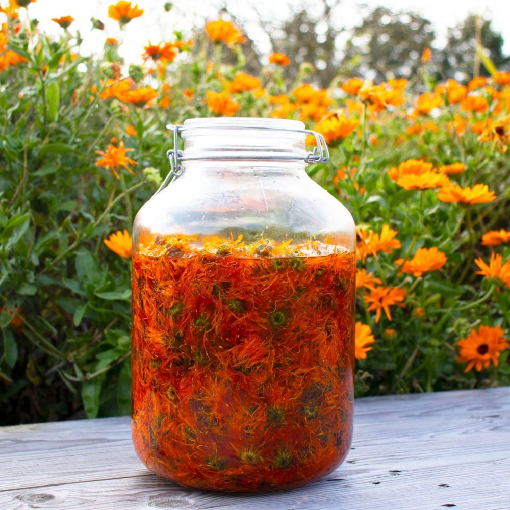 Goudsbloem (Calendula) Olie Bio - 100 ml - 2