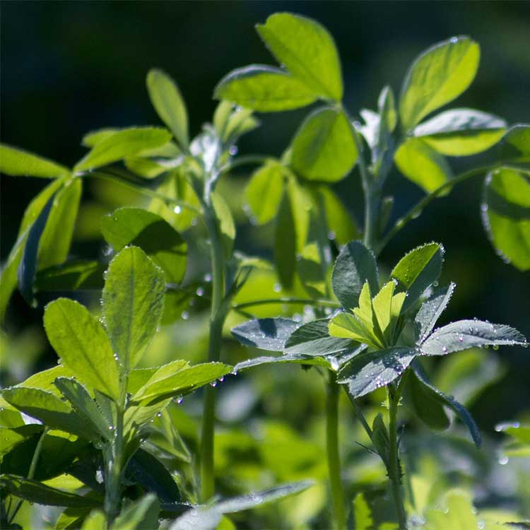 Alfalfa - Luzerne Bio - 75 g - 3