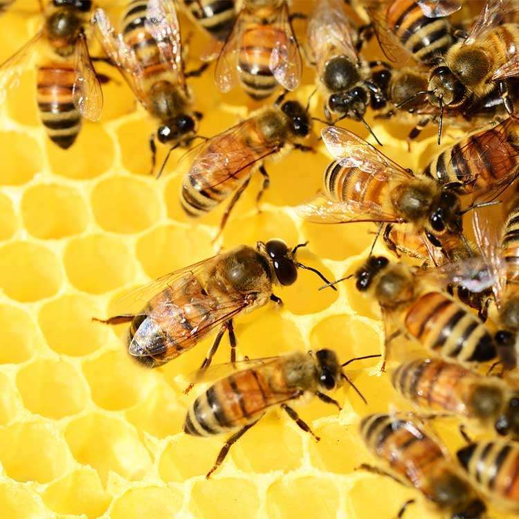 Bee Pollen Organic - 200 gr - 3