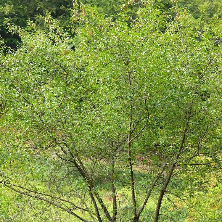 Buckthorn bark Organic - 100 gr - 2