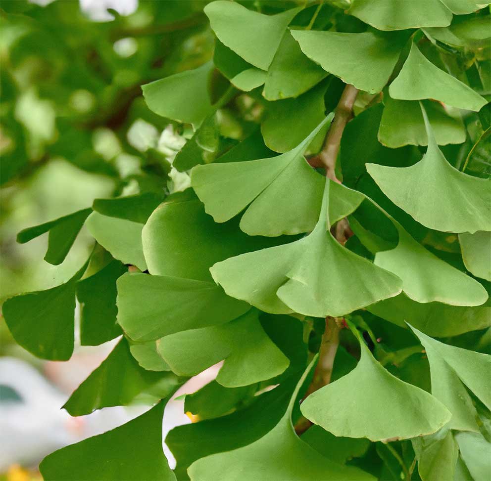 Ginkgo biloba Organic - 75 gr - 3