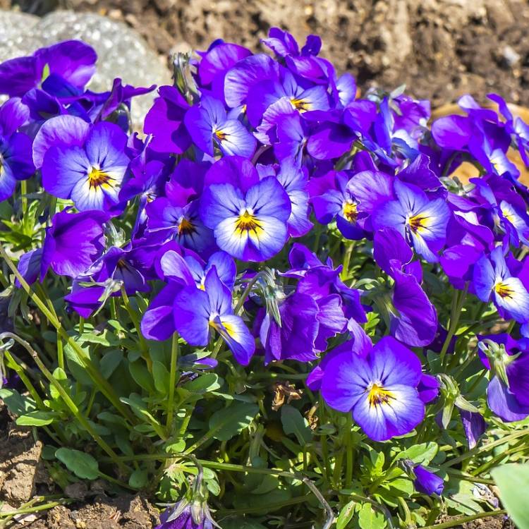 Heartsease (Viola tricolor) Organic - 75 gr - 4