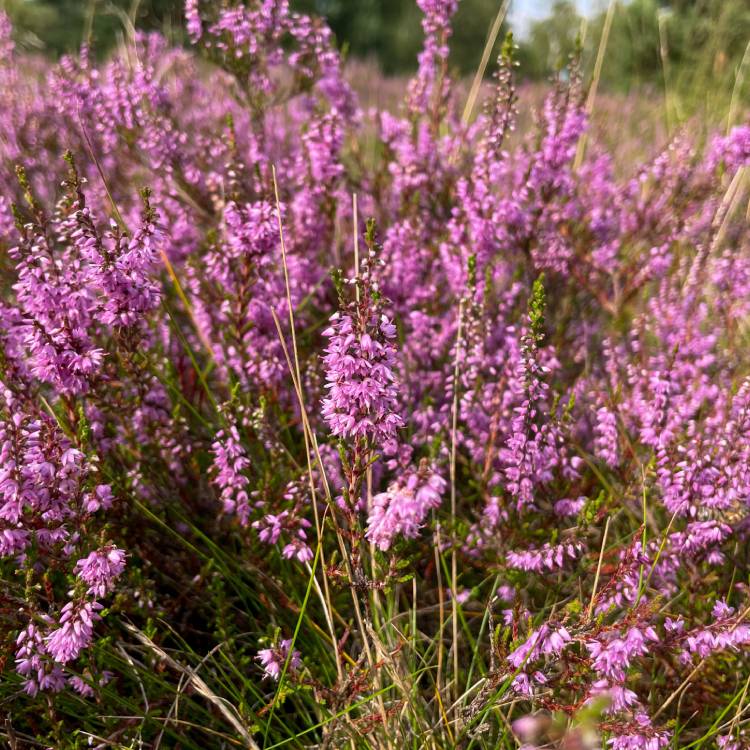 Heidebloemen Bio - 50 g - 3