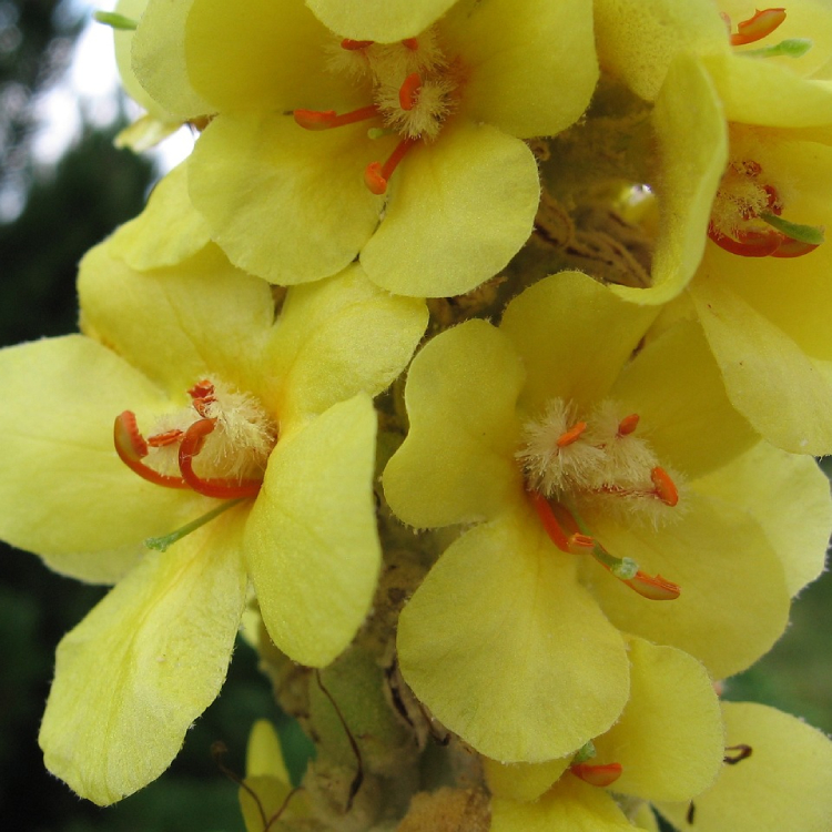 Koningskaars (Mullein) Bio - 65 g - 3