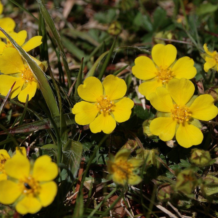 Silverweed Organic - 55 gr - 3