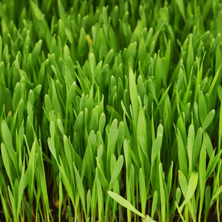 Gerstgras Poeder Bio - 200 g - 3