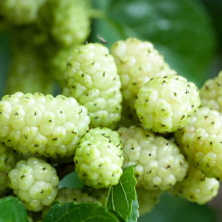 Mulberry White Organic - 100 gr - 3