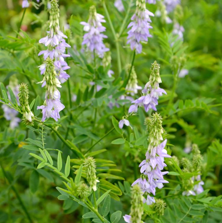 Goat's Rue Organic - 75 gr (last chance) - 3