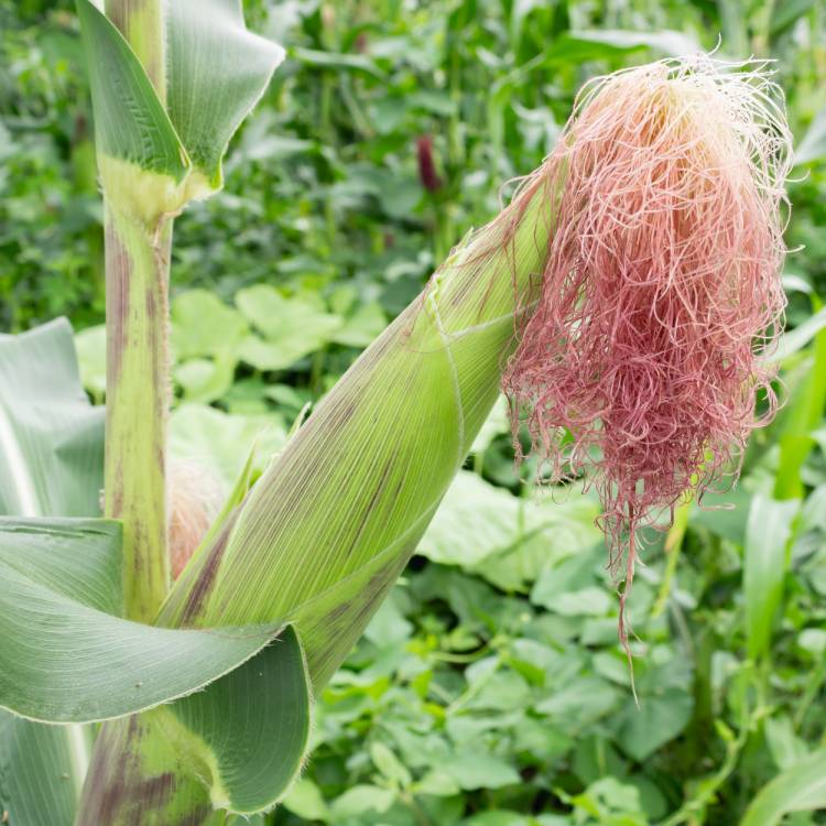 Corn Silk Organic - 40 gr - 3