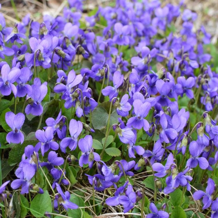 Sweet violet (flower) Organic - 25 gr - 3