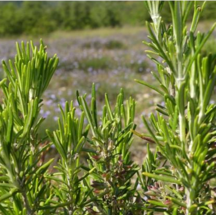 Organic Young Rosemary Shoots Macerate (Gemmo) - 30 ml - 2