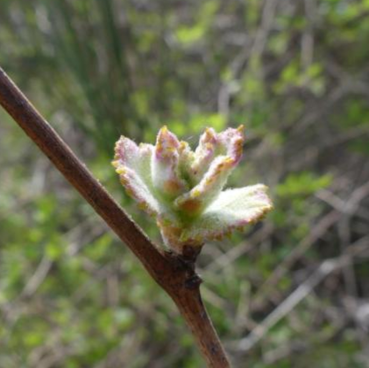 Organic Vine Shoots  Macerate (Gemmo) - 30 ml - 2