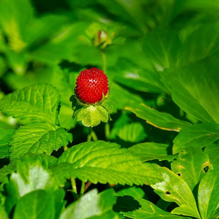 Aardbeiblad Bio - 40 g - 3